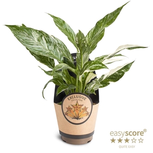 SPATHIPHYLLUM WALLISII