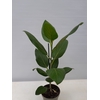 FICUS BENGHALENSIS P12 AUDREY