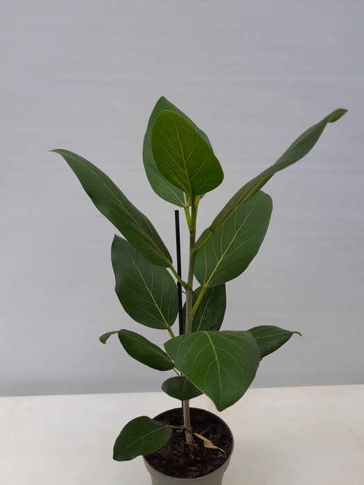 FICUS BENGHALENSIS P12 AUDREY