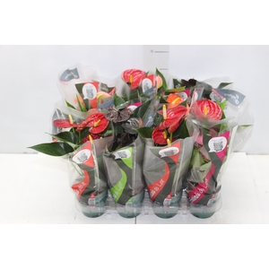 ANTHURIUM VARIADO P09