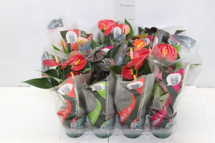 <h4>ANTHURIUM VARIADO P09</h4>