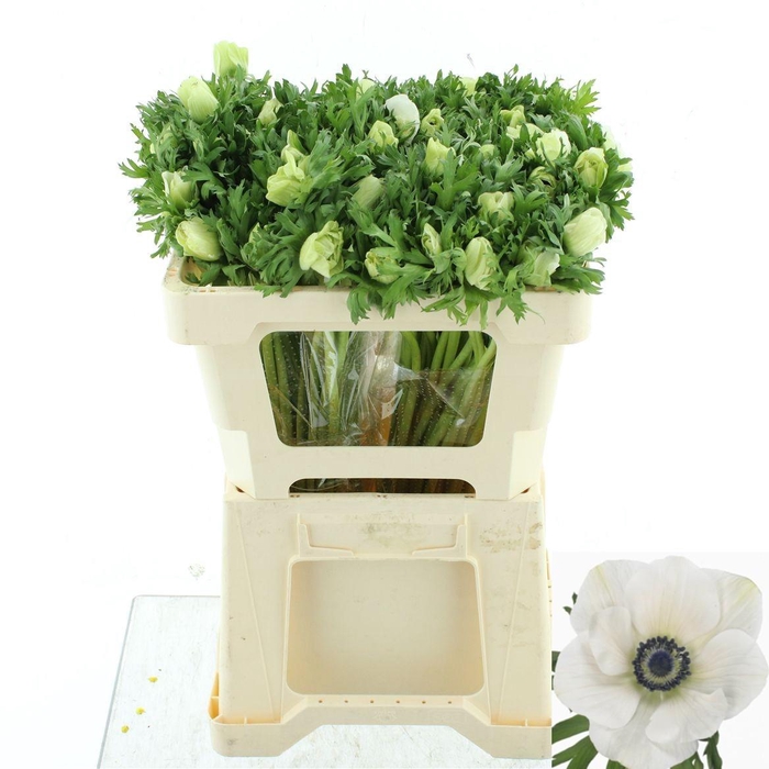 <h4>ANEM CO MAR PANDA</h4>