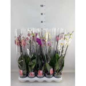 Phalaenopsis   ...mix