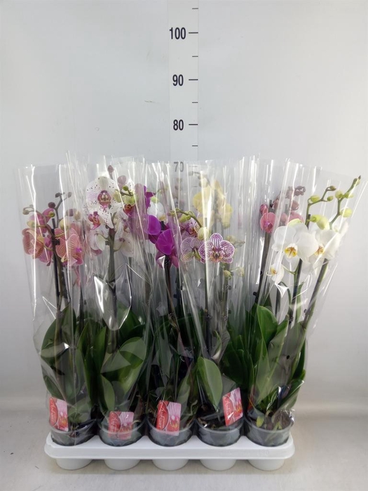 <h4>Phalaenopsis   ...mix</h4>