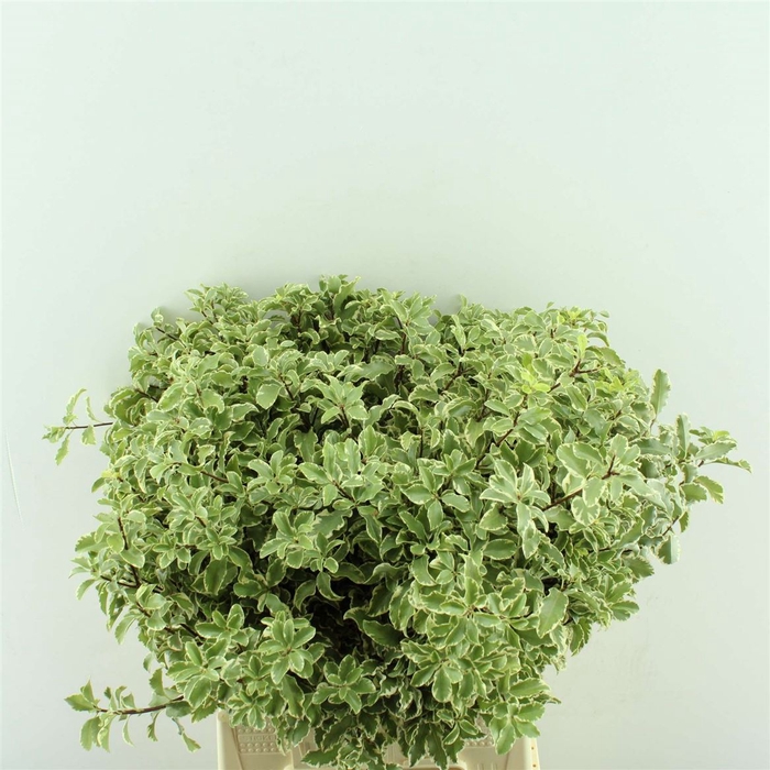 <h4>Pittosporum Nigra</h4>