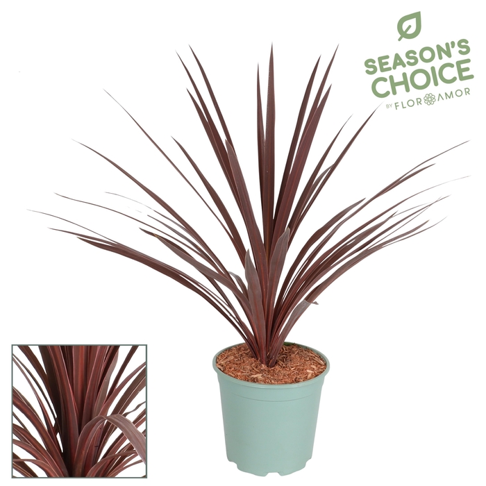 <h4>Cordyline 'Red Star' 75 - 80 cm</h4>