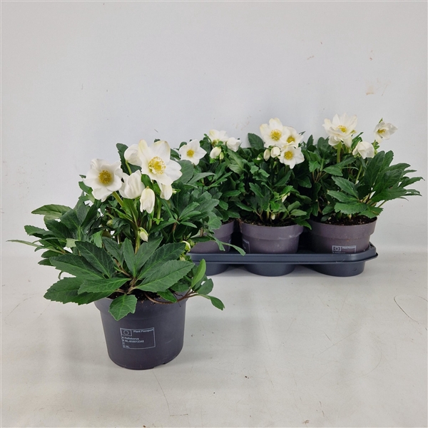 <h4>Helleborus "Niger" Viktor 19 cm</h4>