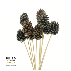 Dried Deco Pinecone Natural