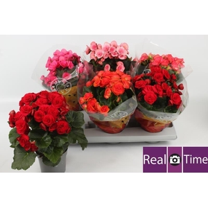 BEG DU GEM
