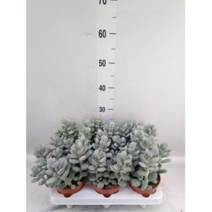 Cotyledon  'Coral'