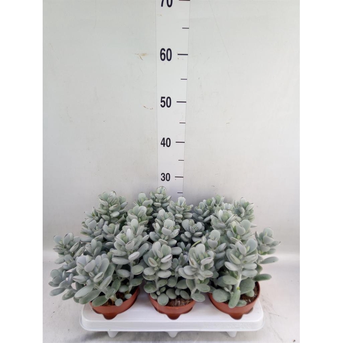 <h4>Cotyledon  'Coral'</h4>