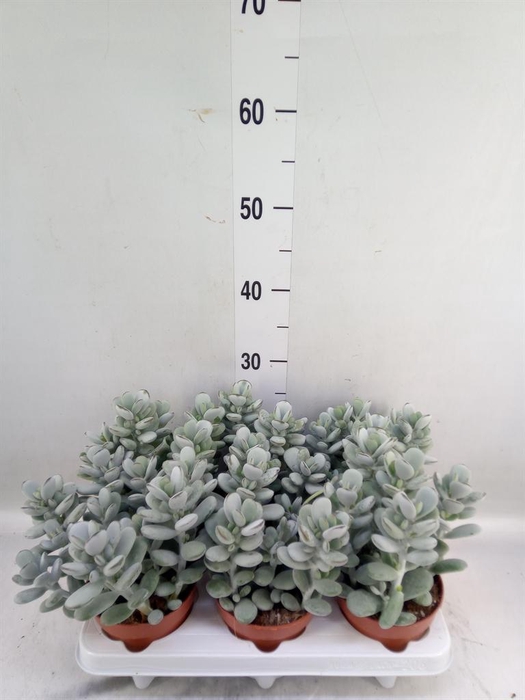 <h4>Cotyledon  'Coral'</h4>
