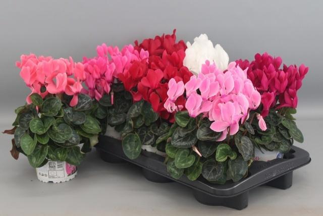 <h4>CYCL GR SUP XL</h4>