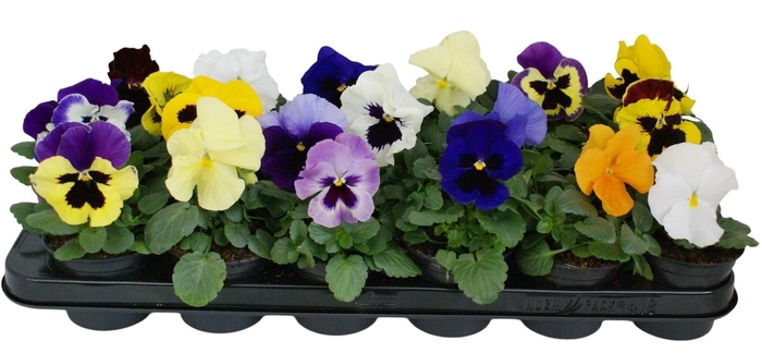 <h4>Viool F1 gemengd p9</h4>