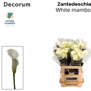 Zantedeschia white mambo
