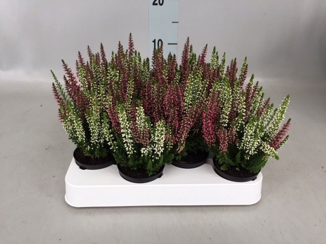 <h4>Calluna vulg. 'Beauty L'  ..mix 2/p</h4>