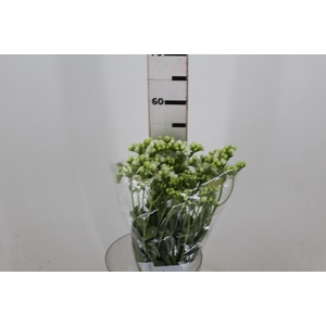 KALANCHOE DOBRADO CLEAR WHITE 050 CM