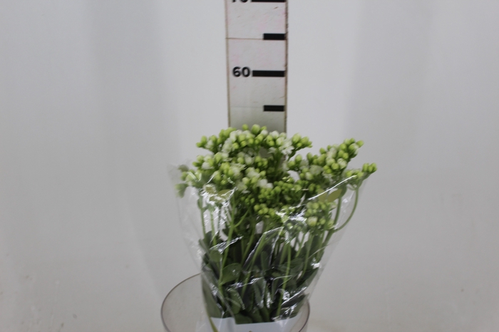 <h4>KALANCHOE DOBRADO CLEAR WHITE 050 CM</h4>