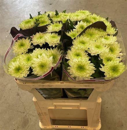 <h4>Chr G Zembla Lime</h4>