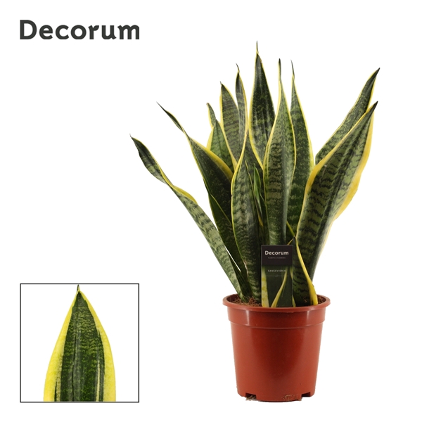 <h4>Sansevieria Superba 17 cm (Decorum)</h4>