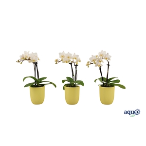 Hugo Citrus Tiny Dolls Wit 2T12+ Aqu@