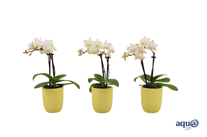 <h4>Hugo Citrus Tiny Dolls Wit 2T12+ Aqu@</h4>