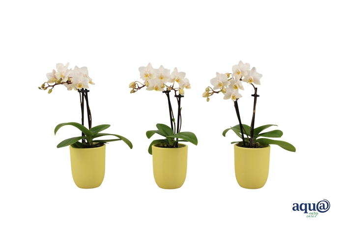 <h4>Hugo Citrus Tiny Dolls Wit 2T12+ Aqu@</h4>