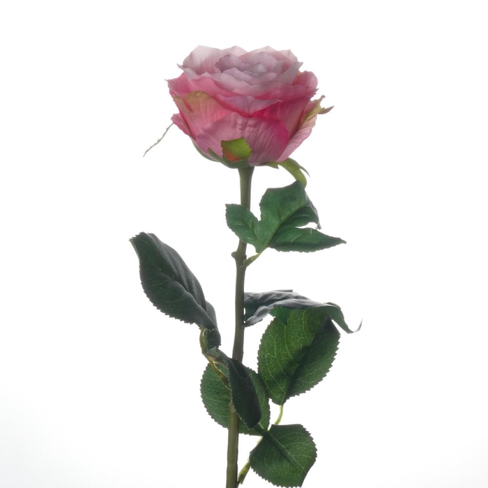 Af Rosa L70cm Roze