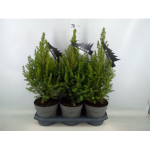 Picea glauca 'Conica'