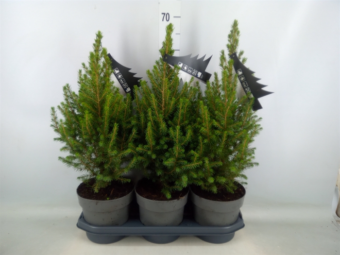 <h4>Picea glauca 'Conica'</h4>