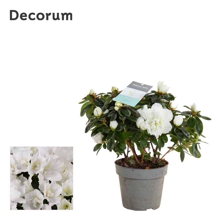 <h4>Azalea 13 cm Wit - Decorum</h4>