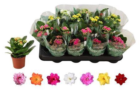 <h4>Kal Ge Ro Gem 6 Kl</h4>