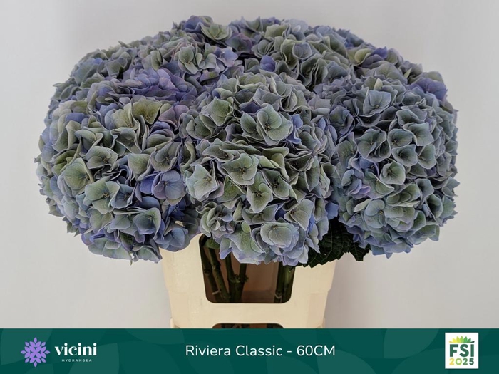 <h4>HYDR M MY RIVIERA CL</h4>