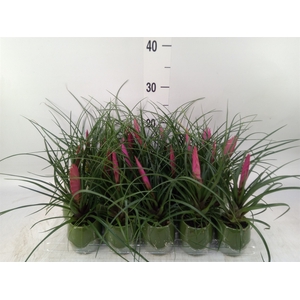 Tillandsia cyanea 'Anita'