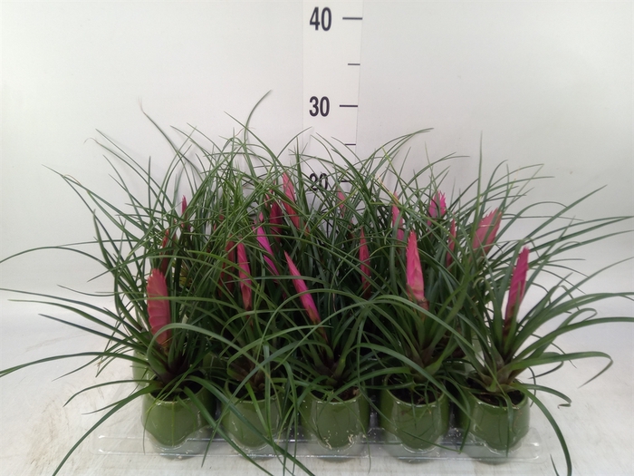 <h4>Tillandsia cyanea 'Anita'</h4>