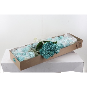 Hydr Soft Marina Tinted Select Box