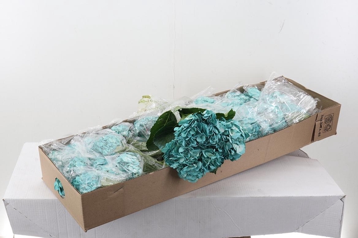 <h4>Hydr Soft Marina Tinted Select Box</h4>