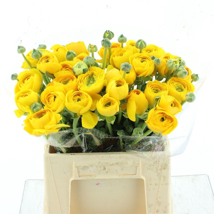 <h4>Ran Su Sr Omega Yellow Extra</h4>