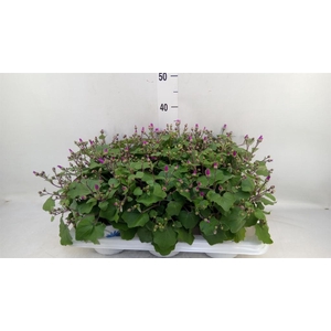 Pericallis cr. 'Senetti Magenta Bi'