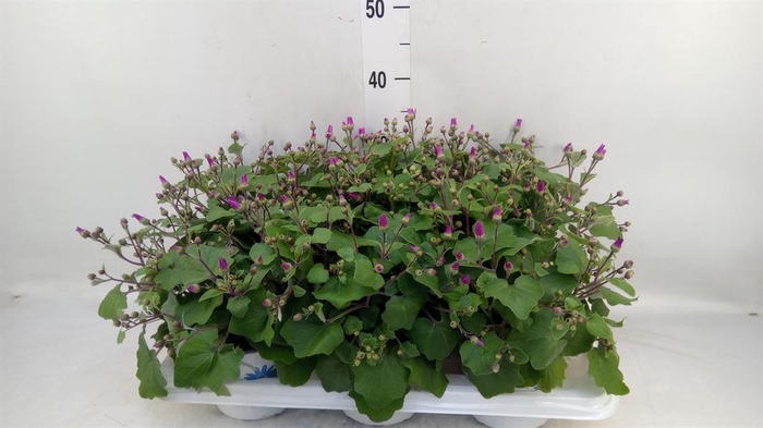 <h4>Pericallis cr. 'Senetti Magenta Bi'</h4>