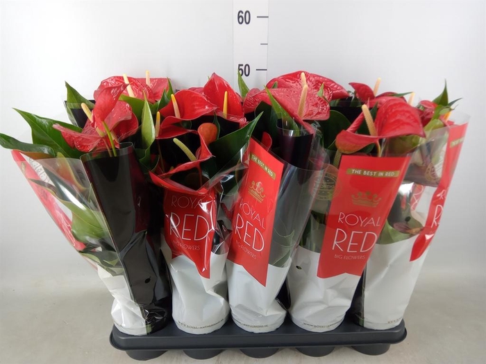 <h4>Anthurium andr. 'Querida'</h4>