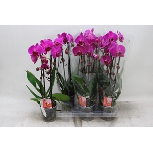 PHAL EL CASCADE