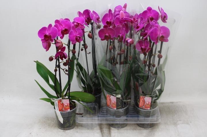 <h4>PHAL EL CASCADE</h4>