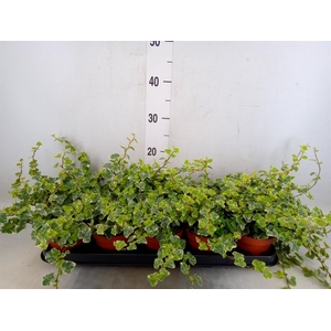 Hedera helix 'White Wonder'