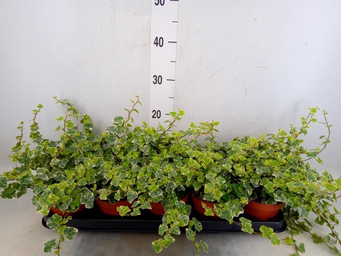 <h4>Hedera helix 'White Wonder'</h4>