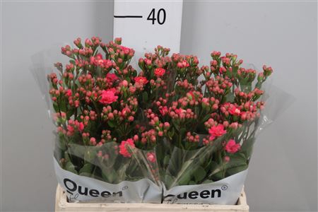 <h4>Kal Sens Pink Meadow</h4>