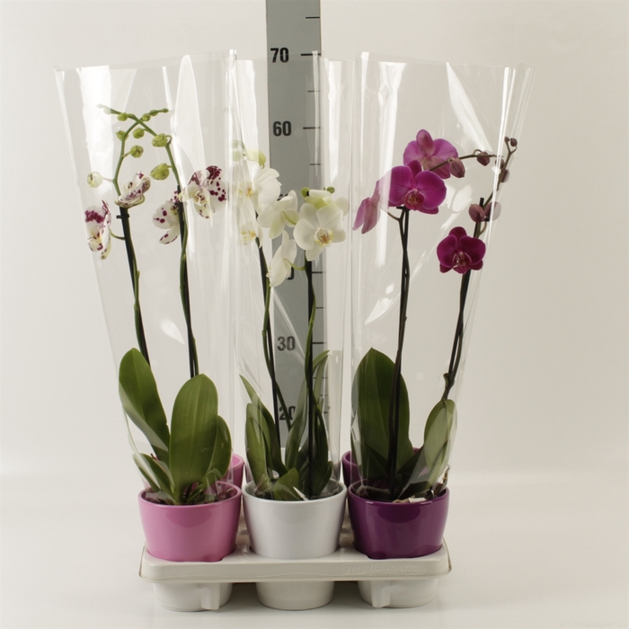 <h4>Phalaenopsis   ...mix</h4>
