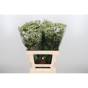 Lim Sin Sen P Colada