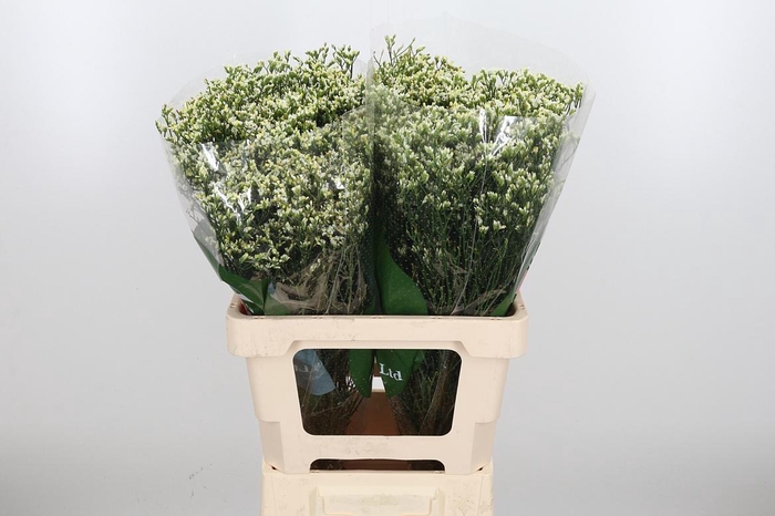 <h4>Lim Sin Sen P Colada</h4>