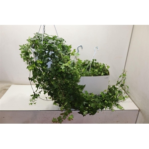 arr8 Hed He Pittsburgh